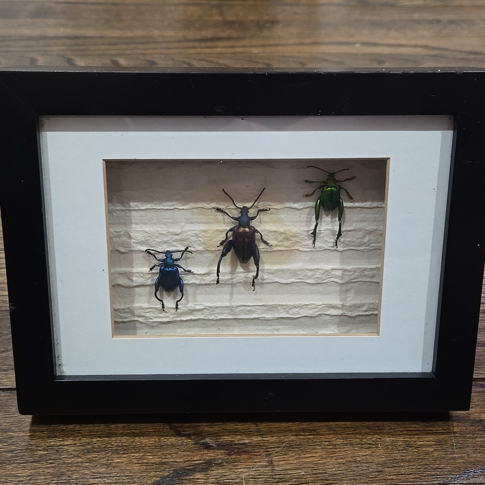 Frog Beetles Sagra Sp Asia Colorful Framed